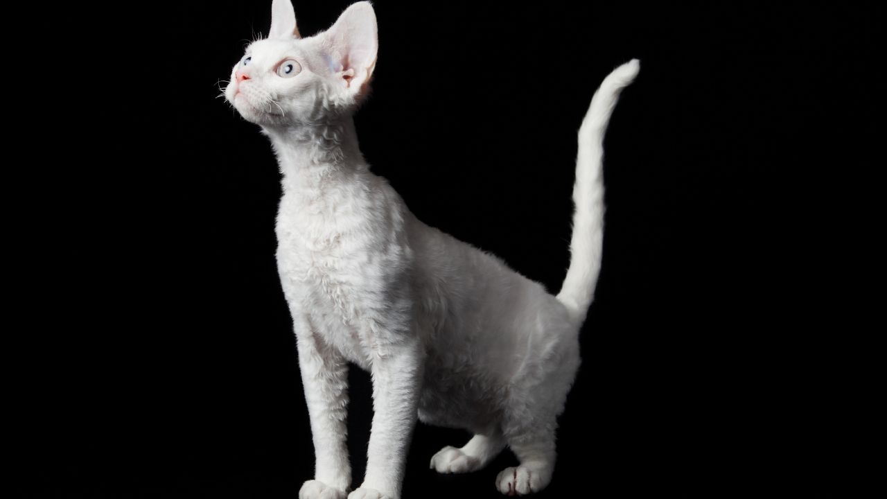 Do Devon Rex Cats Need Baths Gigapaw