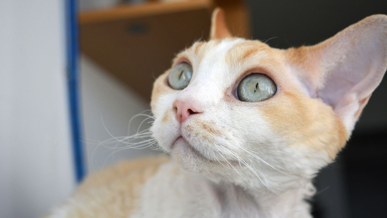 Is a Devon Rex cat hypoallergenic?