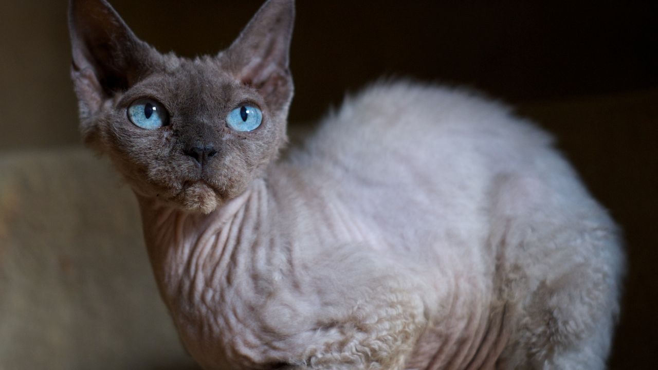 What is the best food for Devon Rex cats?