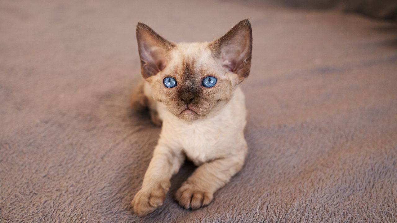 What Do I Need To Know Before Buying A Devon Rex?