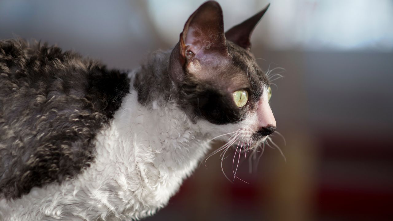 Are Devon Rex Cats Easy To Take Care Of?