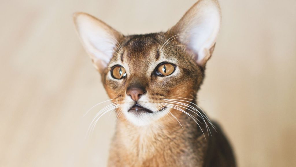 Say Goodbye To Allergies With Abyssinian Cats: Are They Hypoallergenic ...