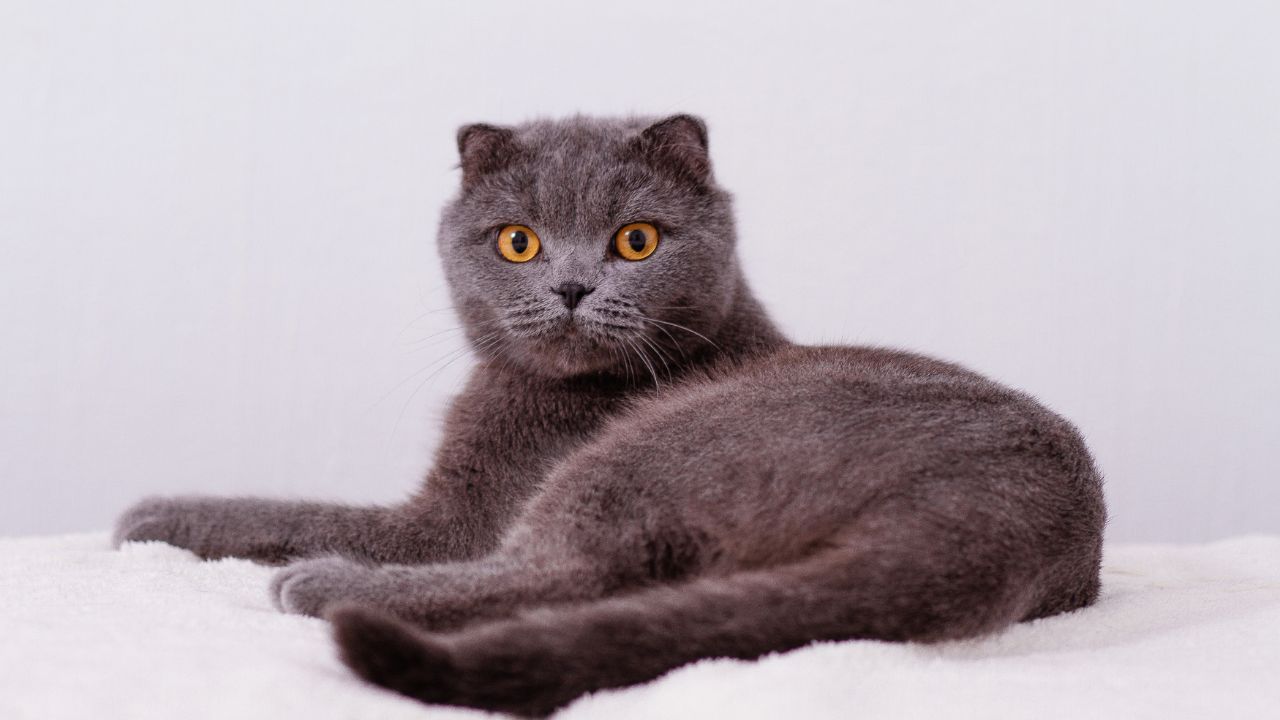 How to Identify a Scottish Fold Kitten