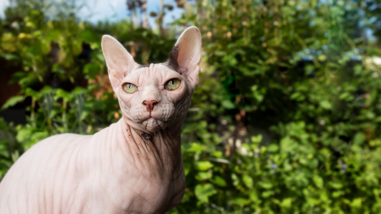 How Much is a Grey Sphynx Cat? A Guide to Sphynx Cat Prices
