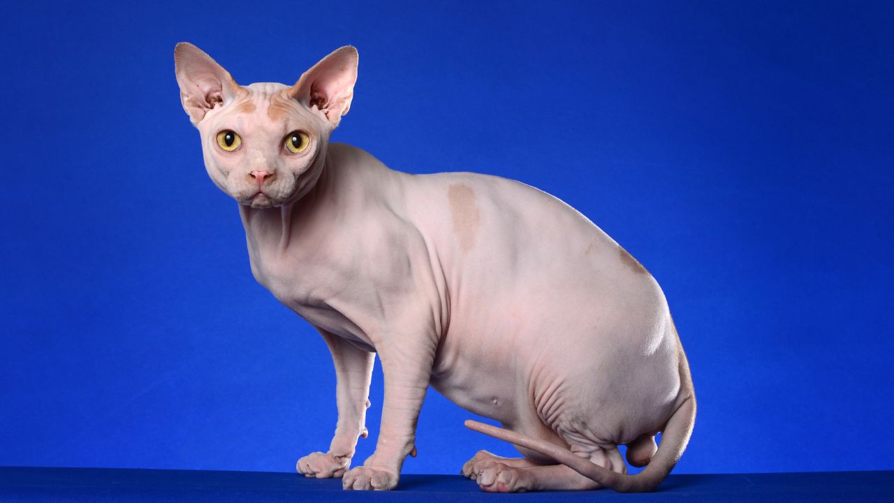 Discovering The Origins Of Sphynx Cats: What Two Breeds Are They Made Of?