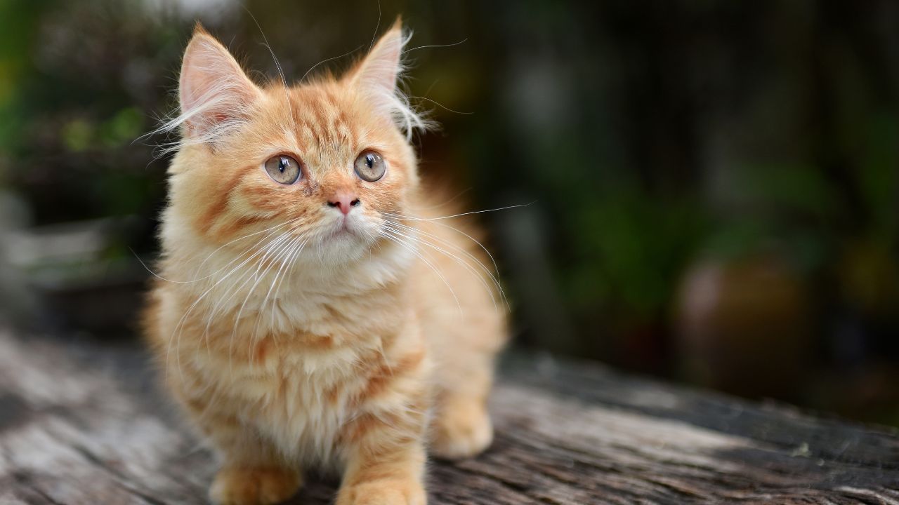 Munchkin Cat Price: How Much to Expect for This Adorable Breed