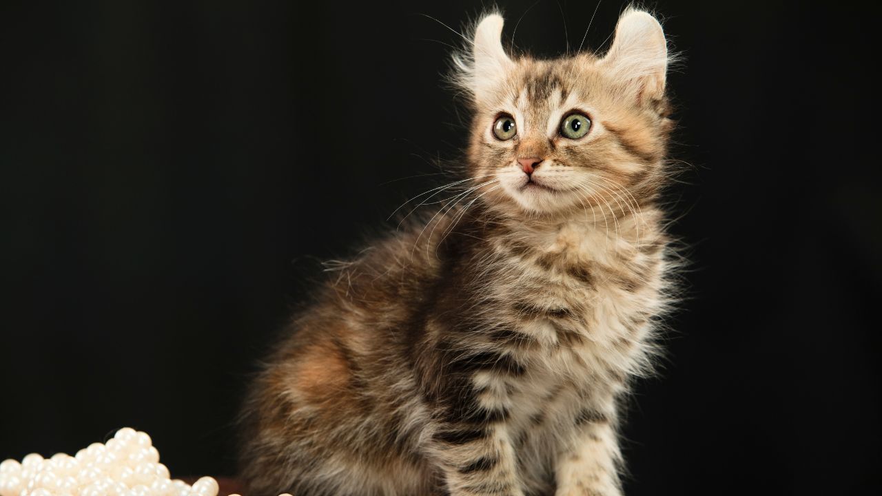 American Curl Cat Cost: Factors to Consider Before Buying