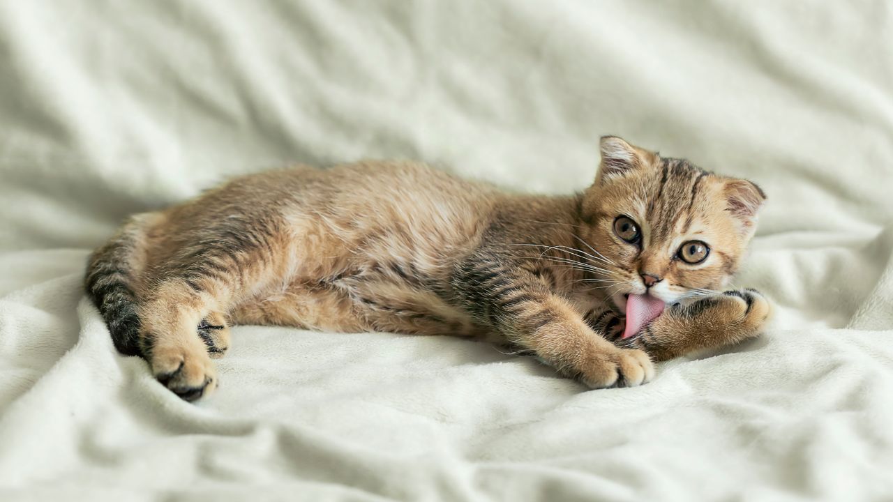 Scottish Fold Cats: Understanding Their Health Problems