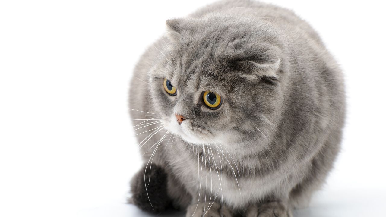 Is a Scottish Fold Cat a Good Pet? Pros and Cons You Need to Know