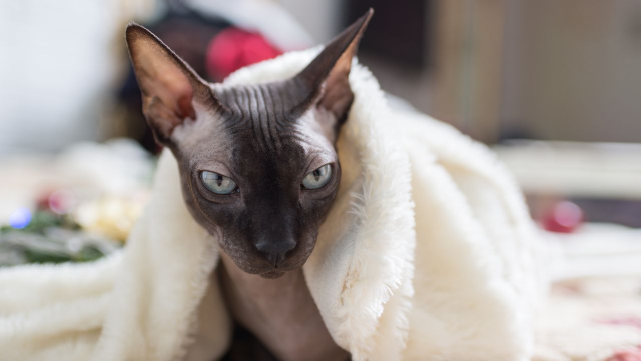 Where Can You Adopt A Sphynx Cat?