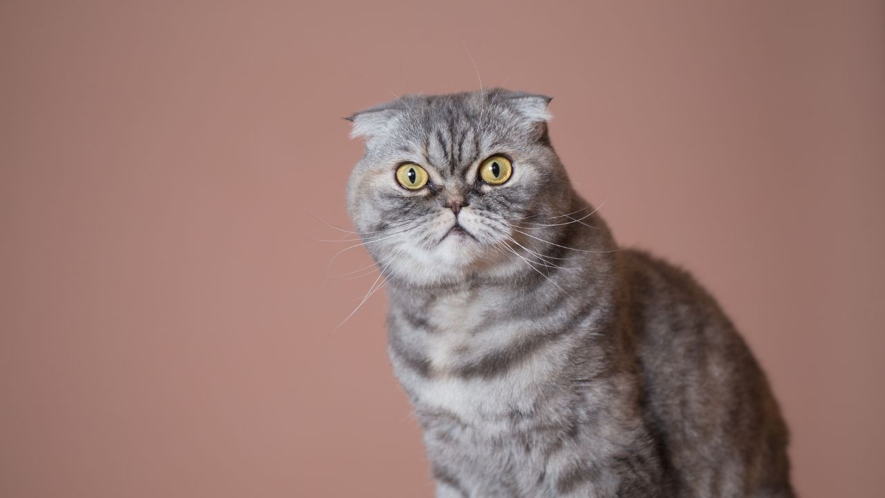 What is the Personality of a Scottish Fold Cat? A Comprehensive Guide