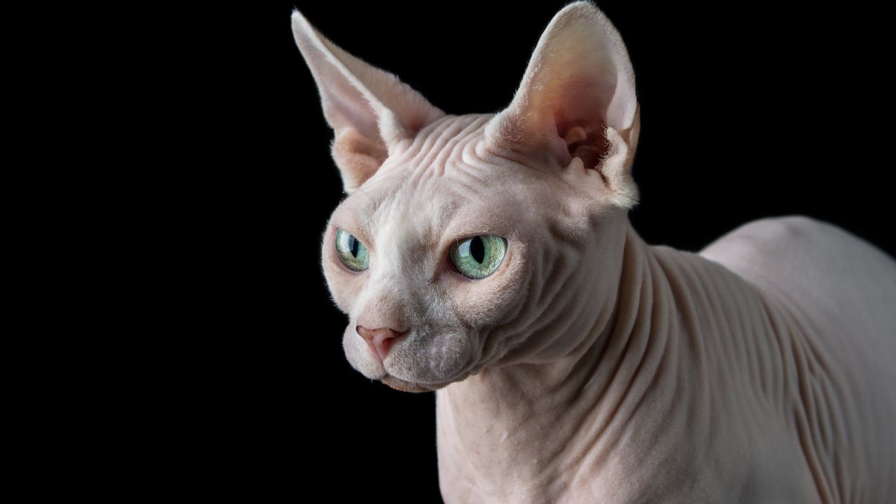 Sphynx Cat Lifespan: How Long Can You Expect Your Hairless Feline Friend To Live?