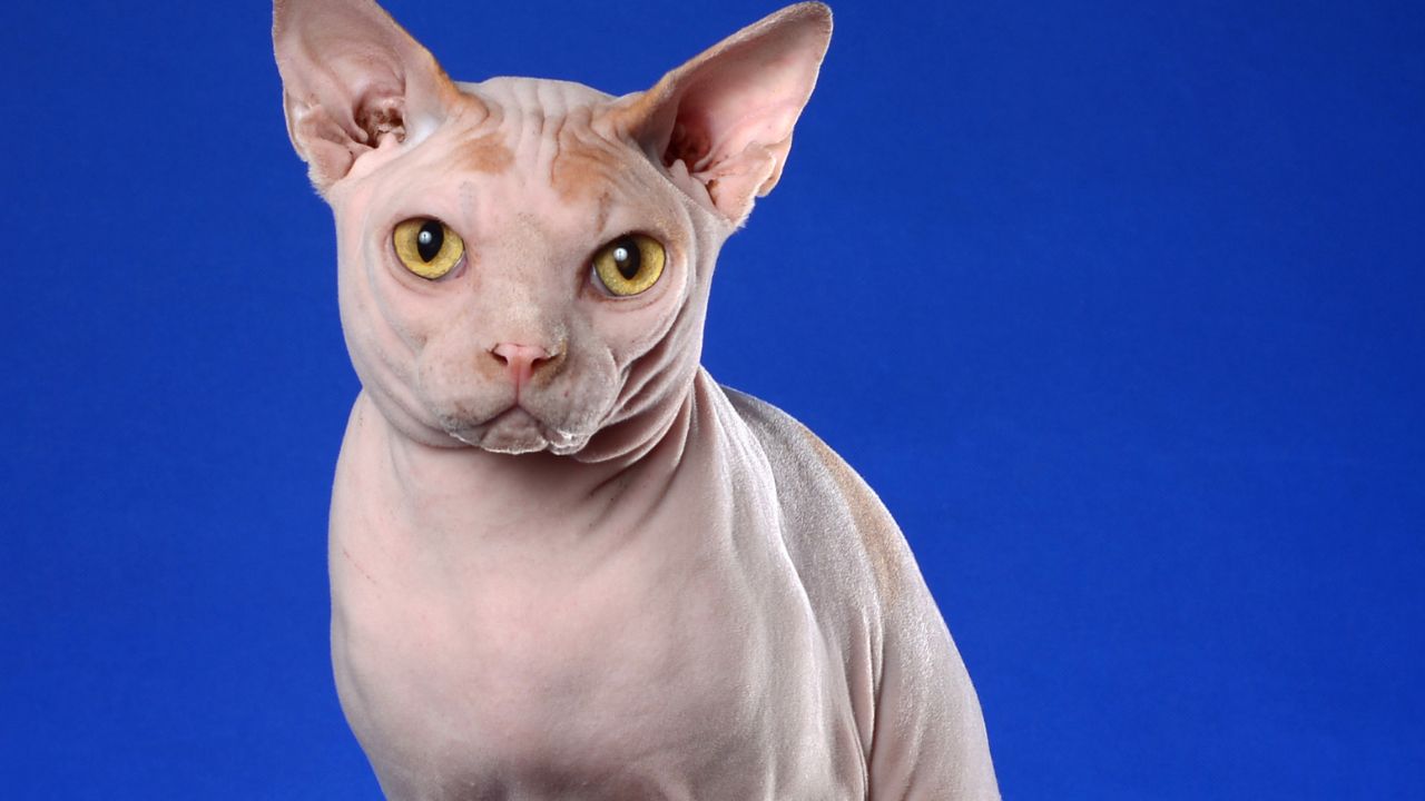 Why Sphynx Cats Are Purrfectly Priced: The Truth Behind Their Expensive Cost