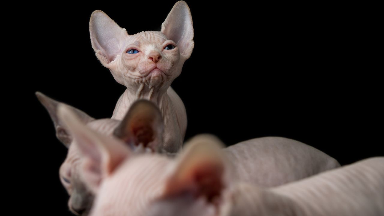 How Much is a Black Sphynx Cat? The Cost of Owning a Hairless Feline Companion
