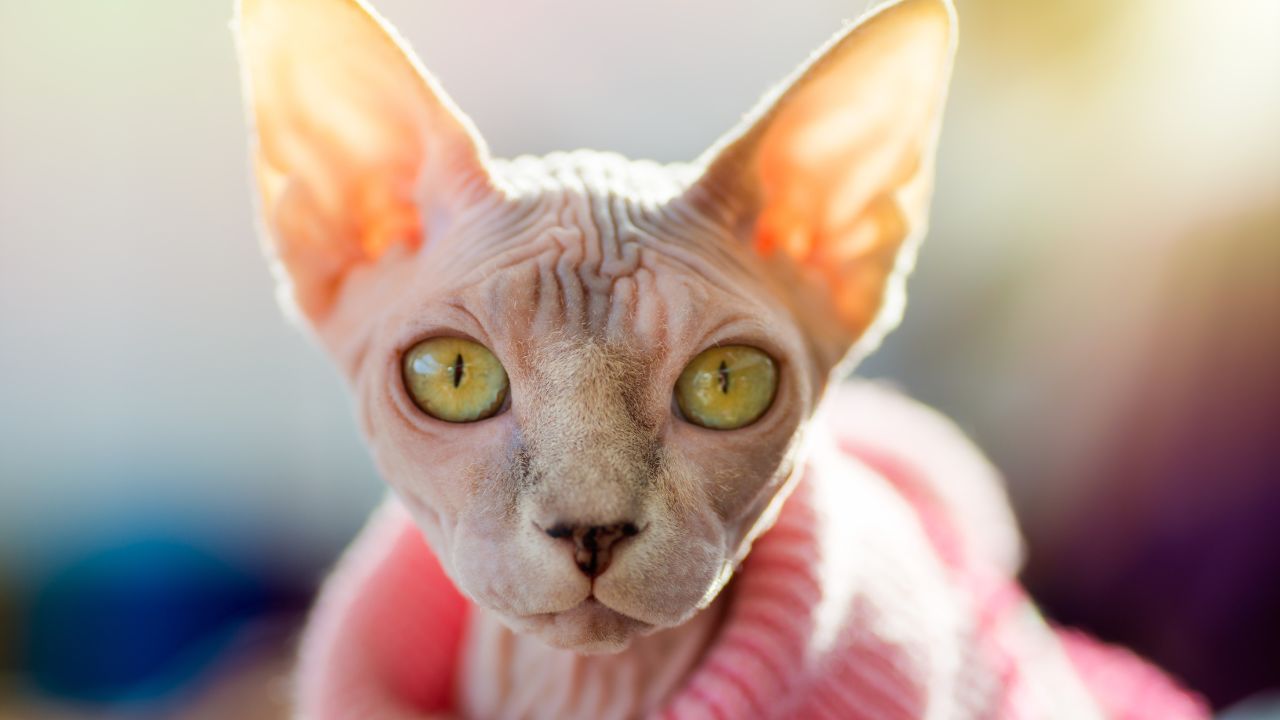 Is a Sphynx Cat a Good Pet? Here is what you need to know