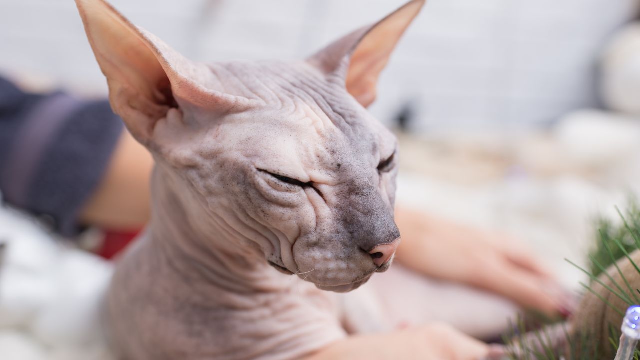 Peterbald vs. Sphynx: What’s the Difference?