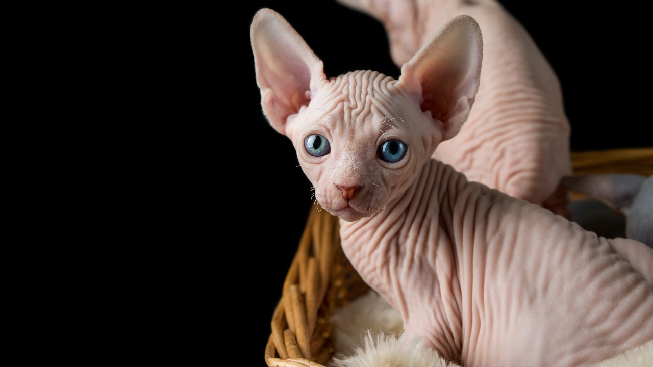 Sphynx Cat Personality: What You Need to Know