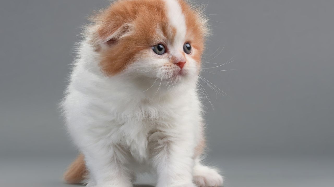 Scottish Fold Munchkin Kitten Prices: What You Need to Know