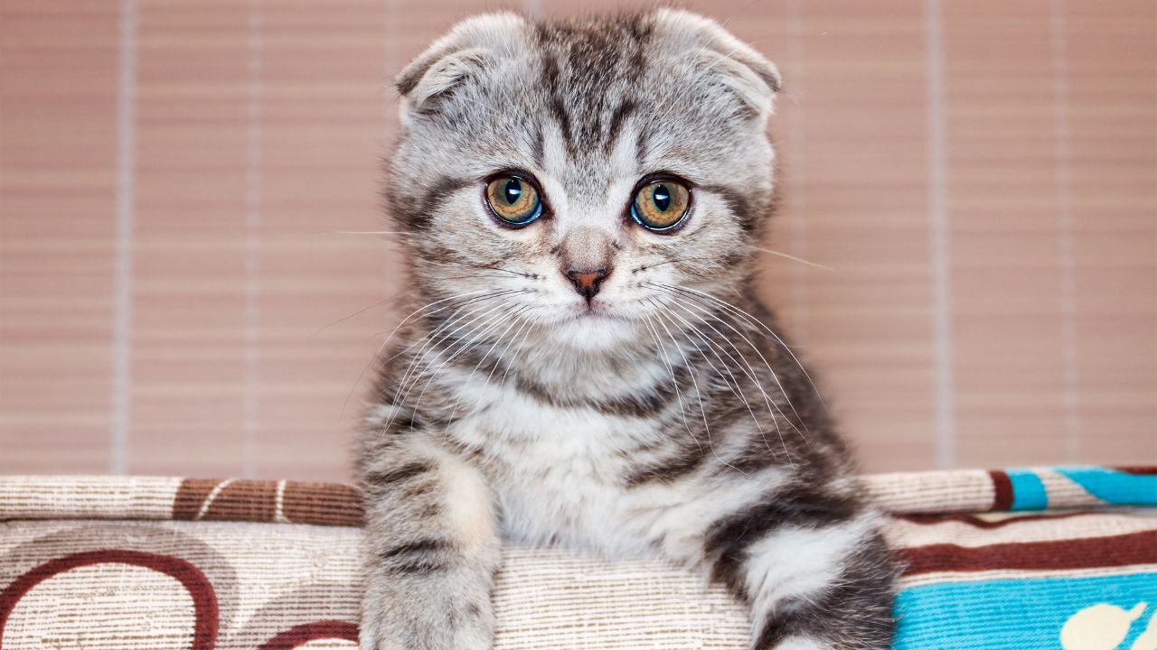 Floppy Eared Cats: Which Breeds Have Them?