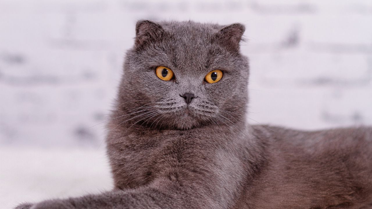 Turned Down Ears: A Guide to Cat Breeds with This Unique Trait