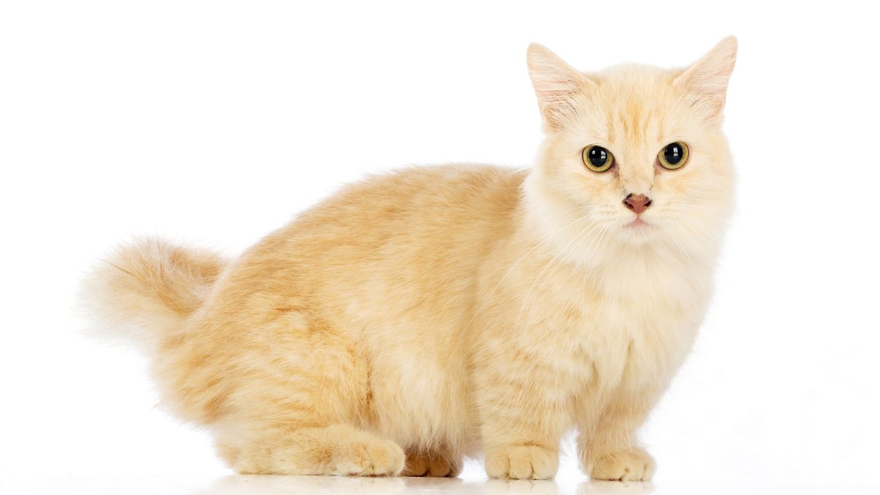 Scottish Straight Cat Price: What You Need to Know