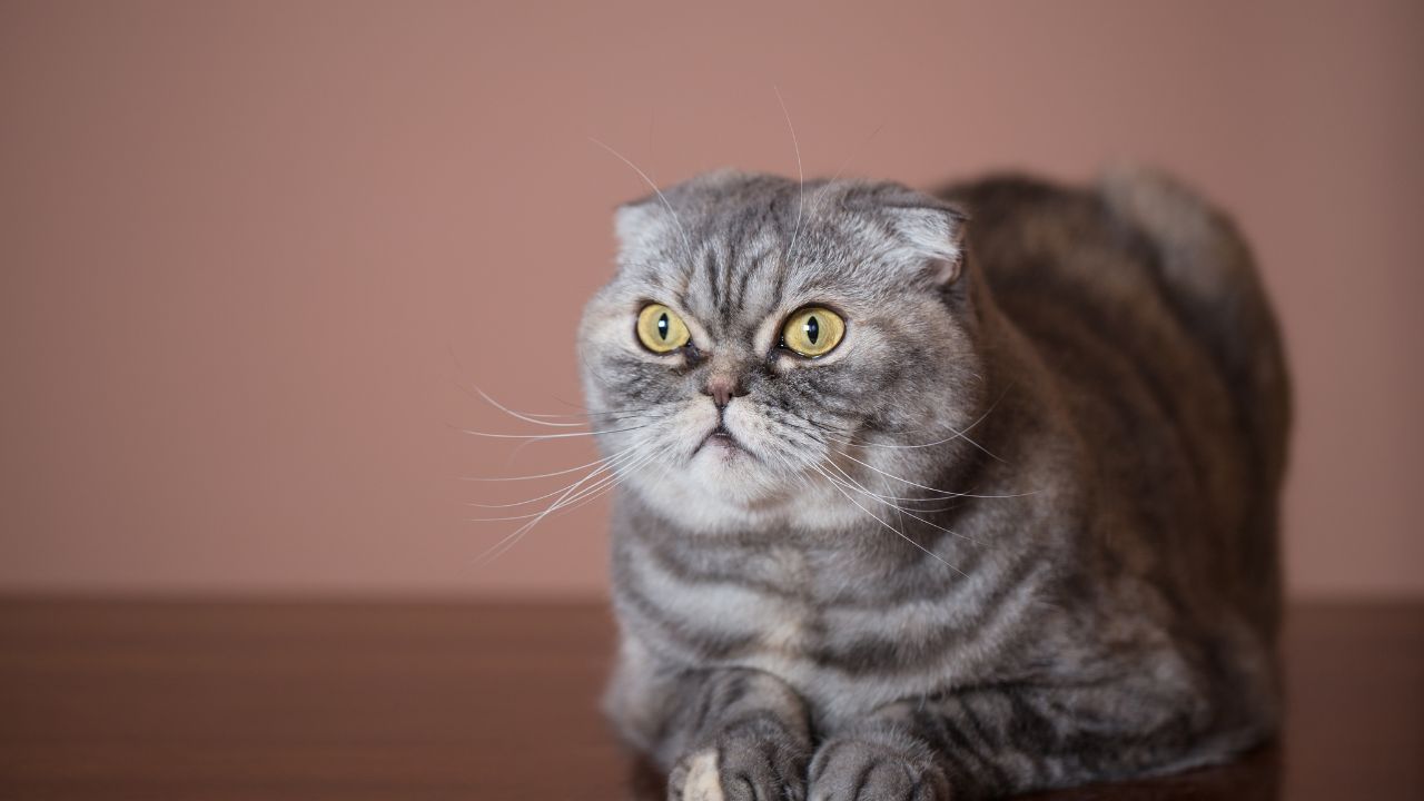 What Causes Folded Ears in Cats: Understanding the Genetics and Breeds ...