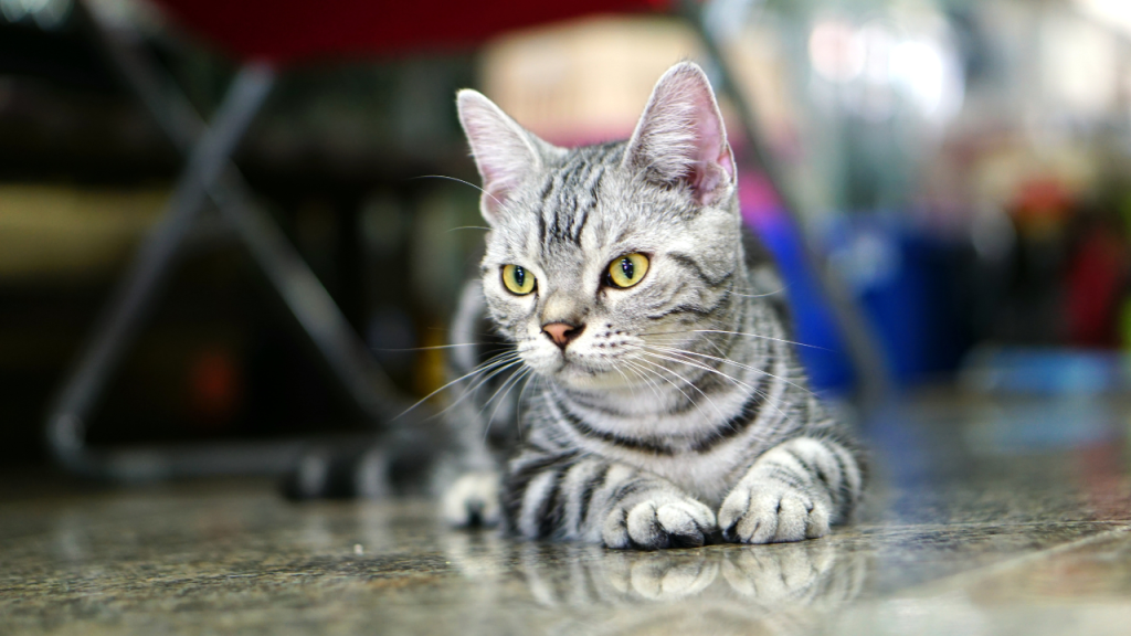 American Shorthair