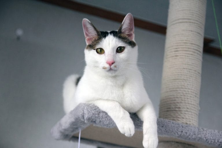 Low-Shedding Cat Breeds for a Fur-Free Home