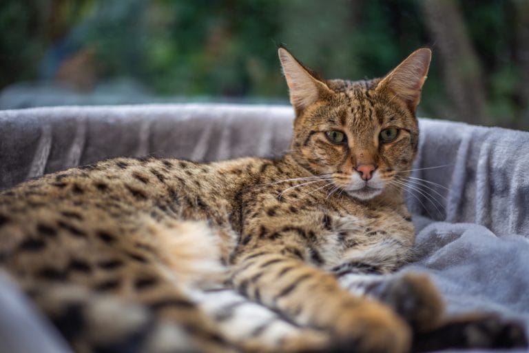 The Most Vocal Cat Breeds: Talkative Cats You’ll Love or Hate