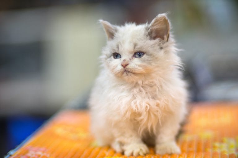 Best Cat Breeds for First-Time Owners