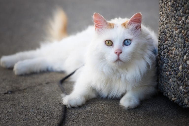 Turkish Van