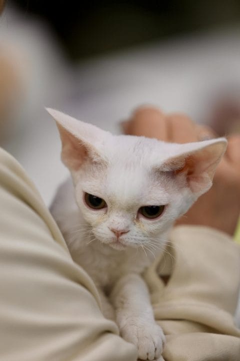 A close-up image of a white Devon Rex kitten being held, showcasing its distinctive features.