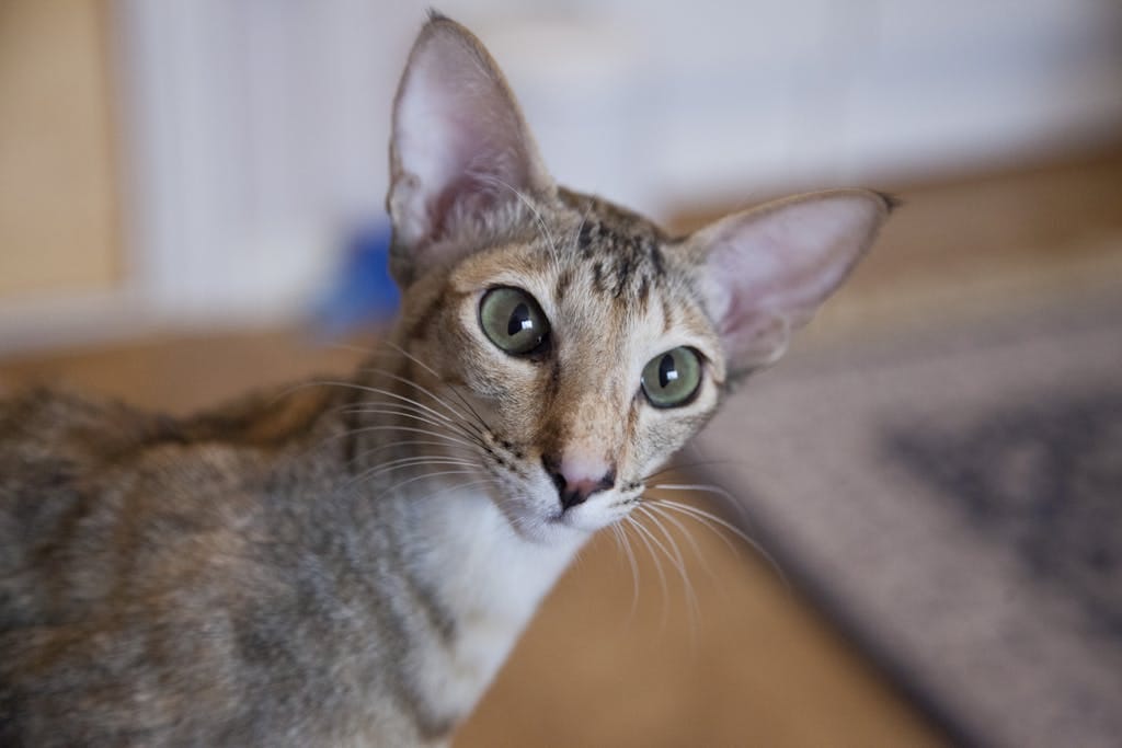A close-up portrait of an Oriental Shorthair cat with green eyes, captured indoors.