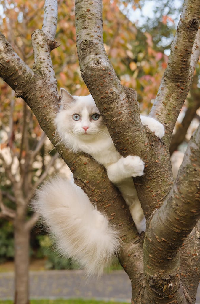 A fluffy white and gray ragdoll cat with blue eyes perched on a tree branch in an autumn setting.