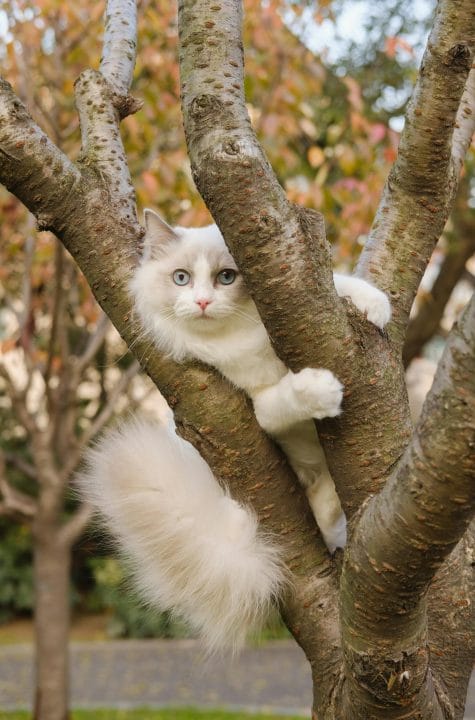 A fluffy white and gray ragdoll cat with blue eyes perched on a tree branch in an autumn setting.