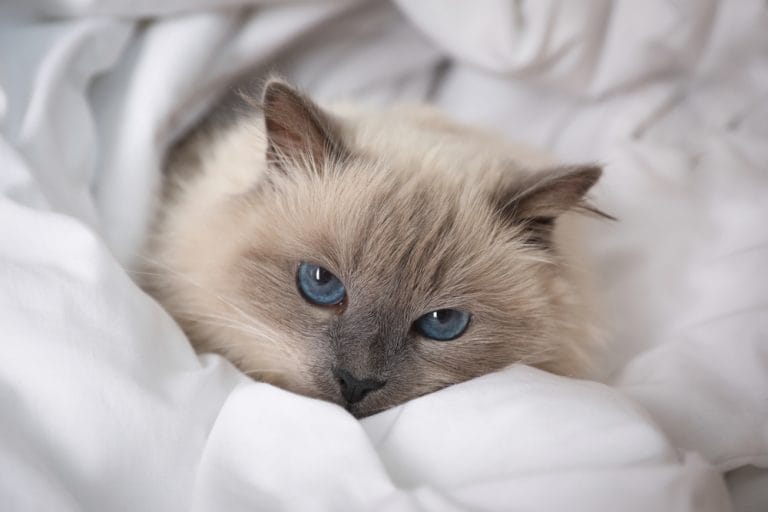 Best Cat Breeds for Families with Kids