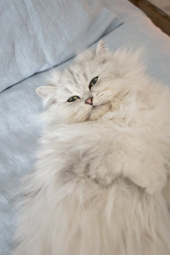 Persian
