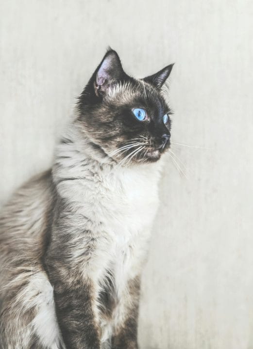 Close-up of a beautiful blue-eyed Balinese cat sitting indoors, showcasing its striking fur and captivating gaze.