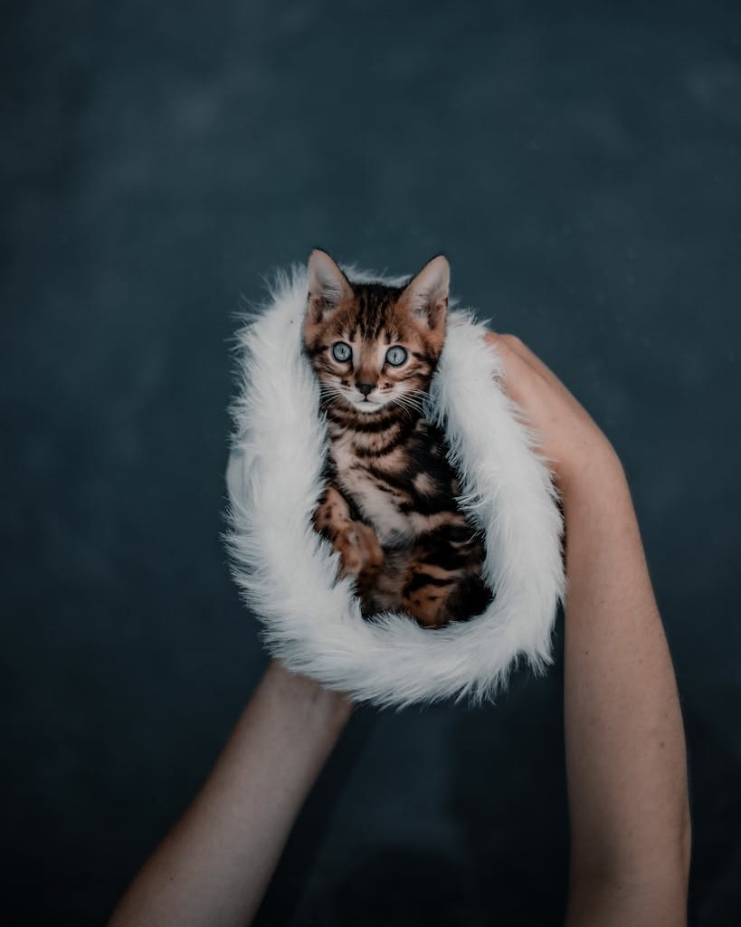 Bengal