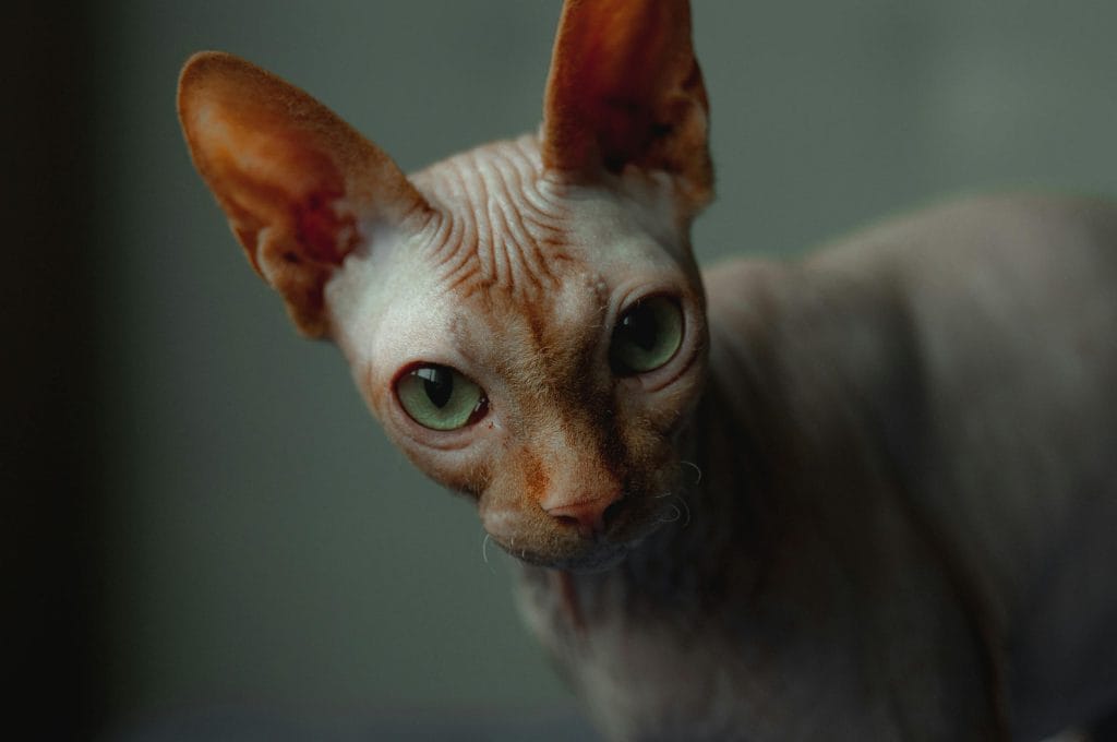 Sphynx