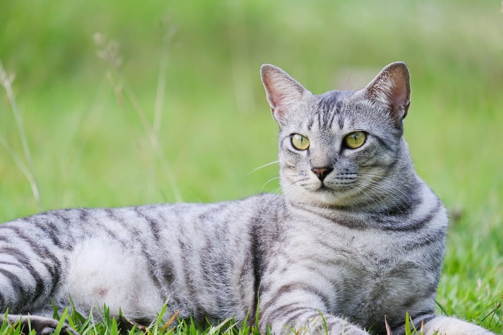 Egyptian Mau