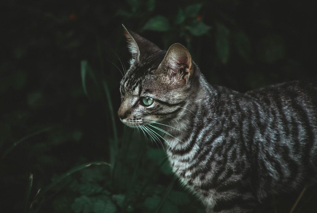 Intimate portrait of a Toyger cat in a grassy field showcasing its unique stripes.