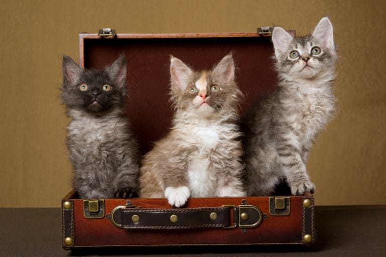 The Rarest Cat Breeds You’ve Probably Never Heard Of