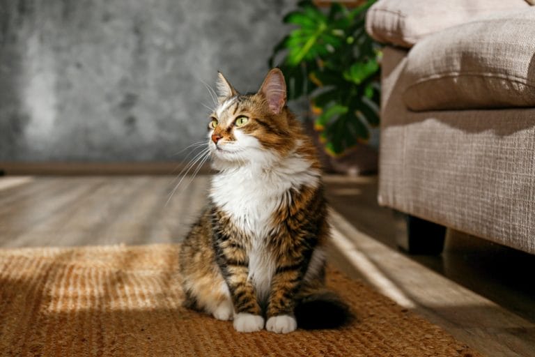 hypoallergenic cat breeds for allergy sufferers
