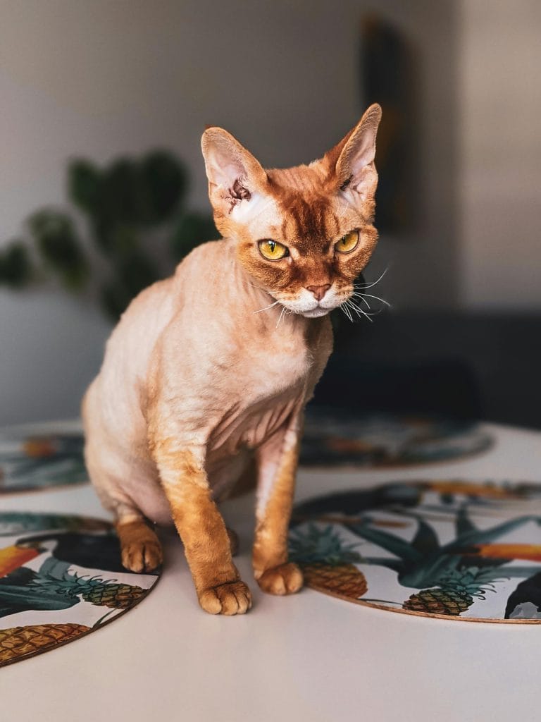 A Devon Rex Cat