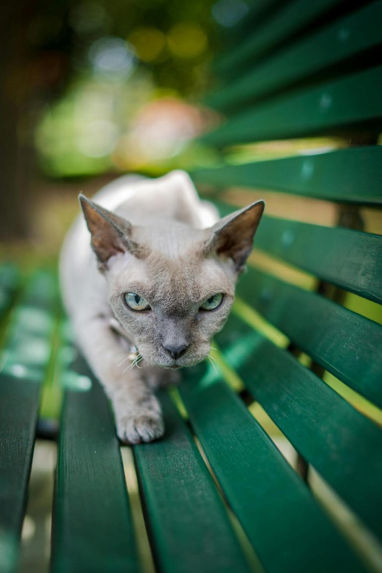 A Devon Rex cat intensely looking ahead while walking on a green garden bench outdoors.