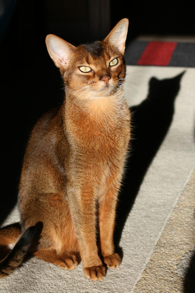 A graceful Abyssinian cat sitting with a shadow in warm sunlight.