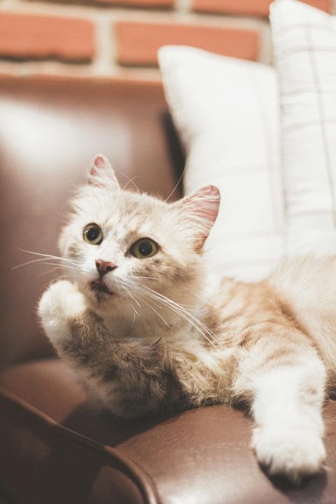 Adorable Ragamuffin cat lounging on a leather couch, emphasizing its soft, furry coat and curious whiskers.