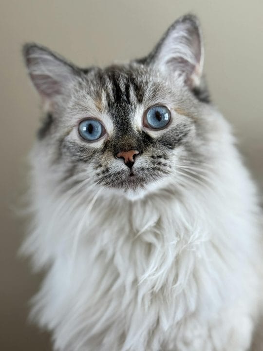 Close-up portrait of a blue-eyed Ragamuffin cat with fluffy fur in soft, natural light.