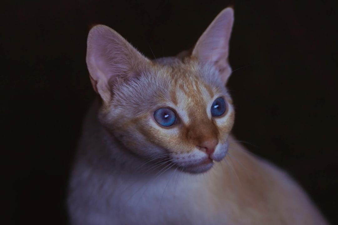 High angle of attentive Abyssinian cat with soft fur sitting against black background